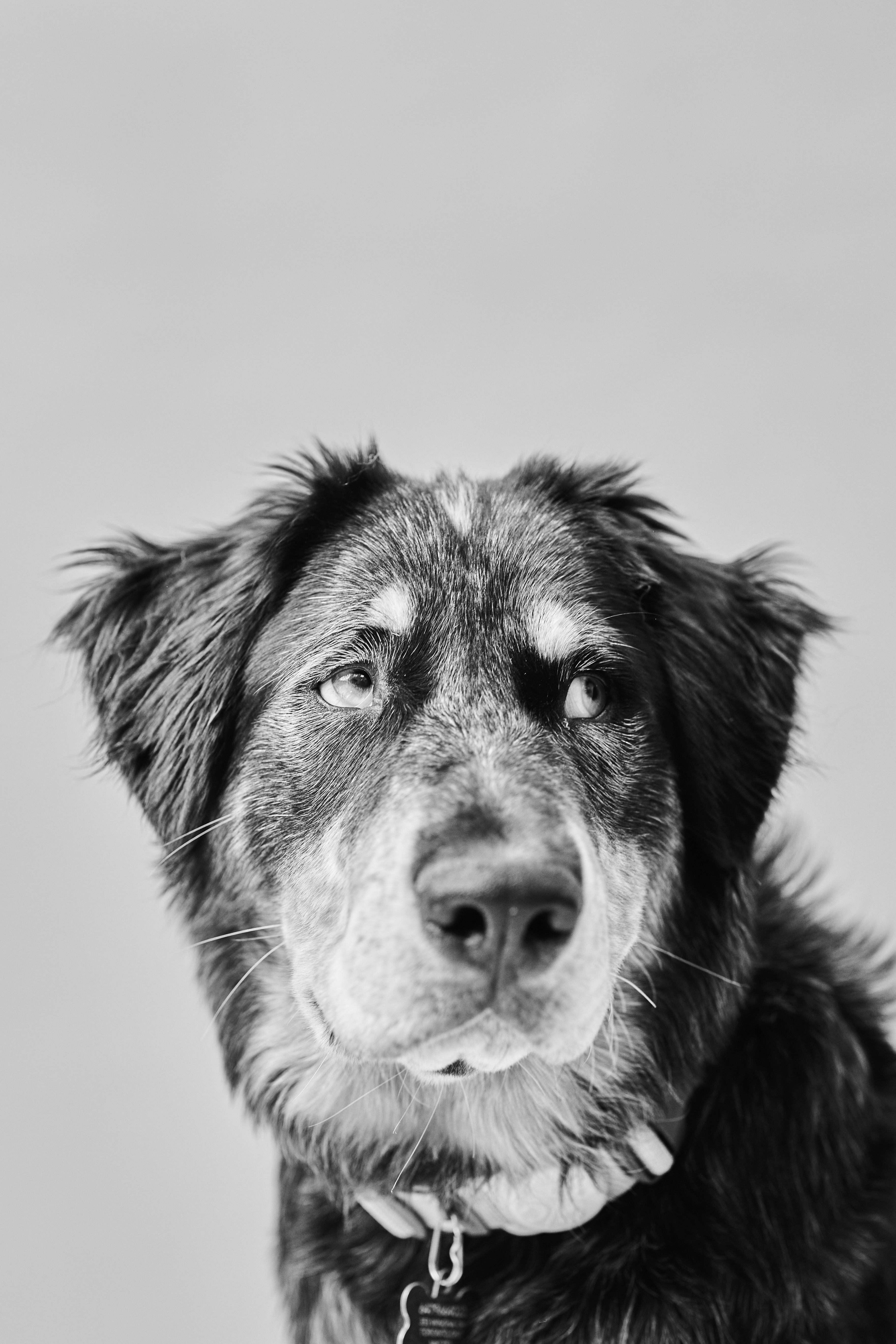 Black and white closeup image of spotted dog.