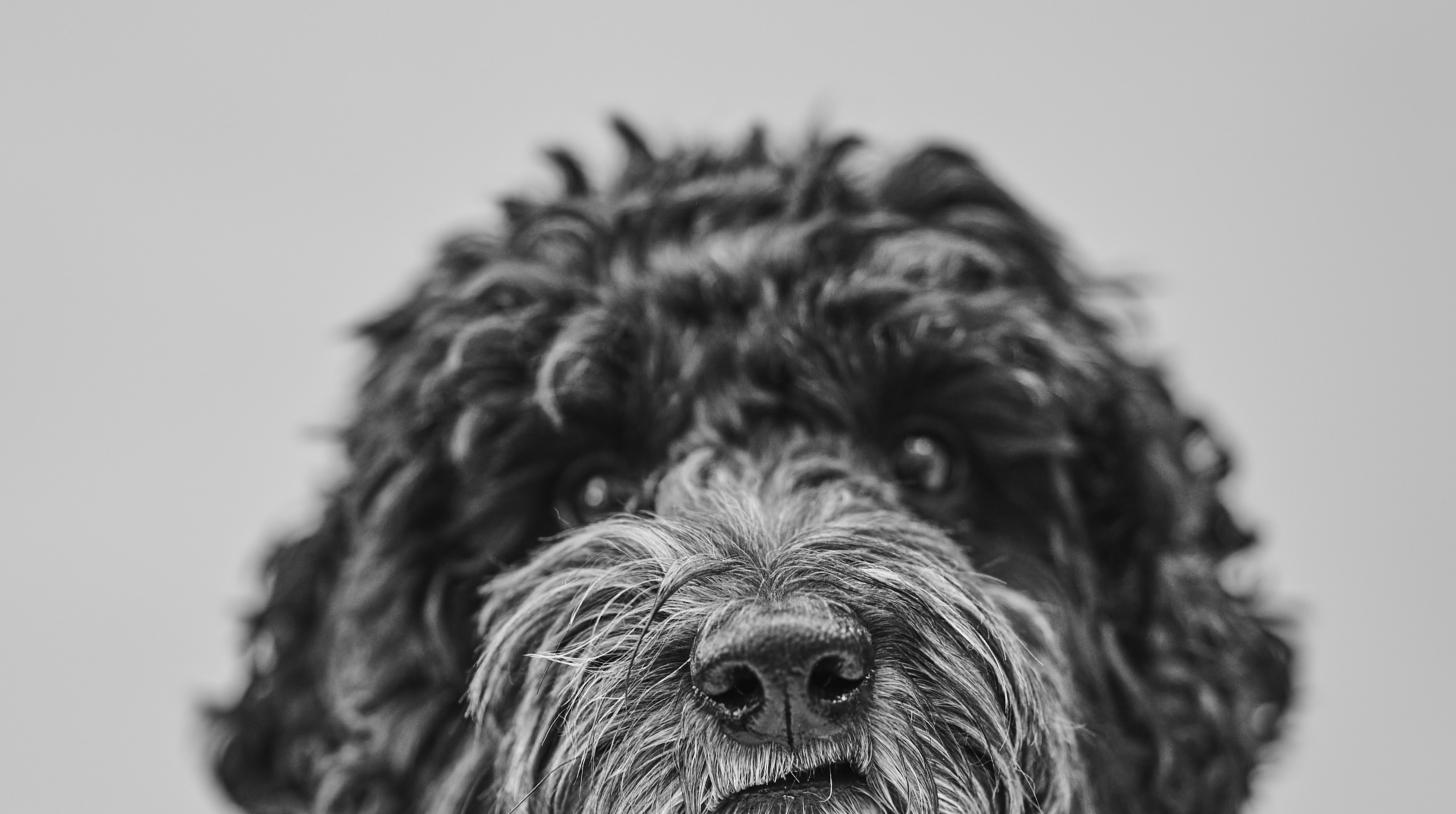Close up black and white image of black doodle looking at the camera.