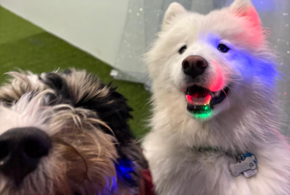 Close up image of Samoyed and Doodle looking at the camera with multi-colour lights on them