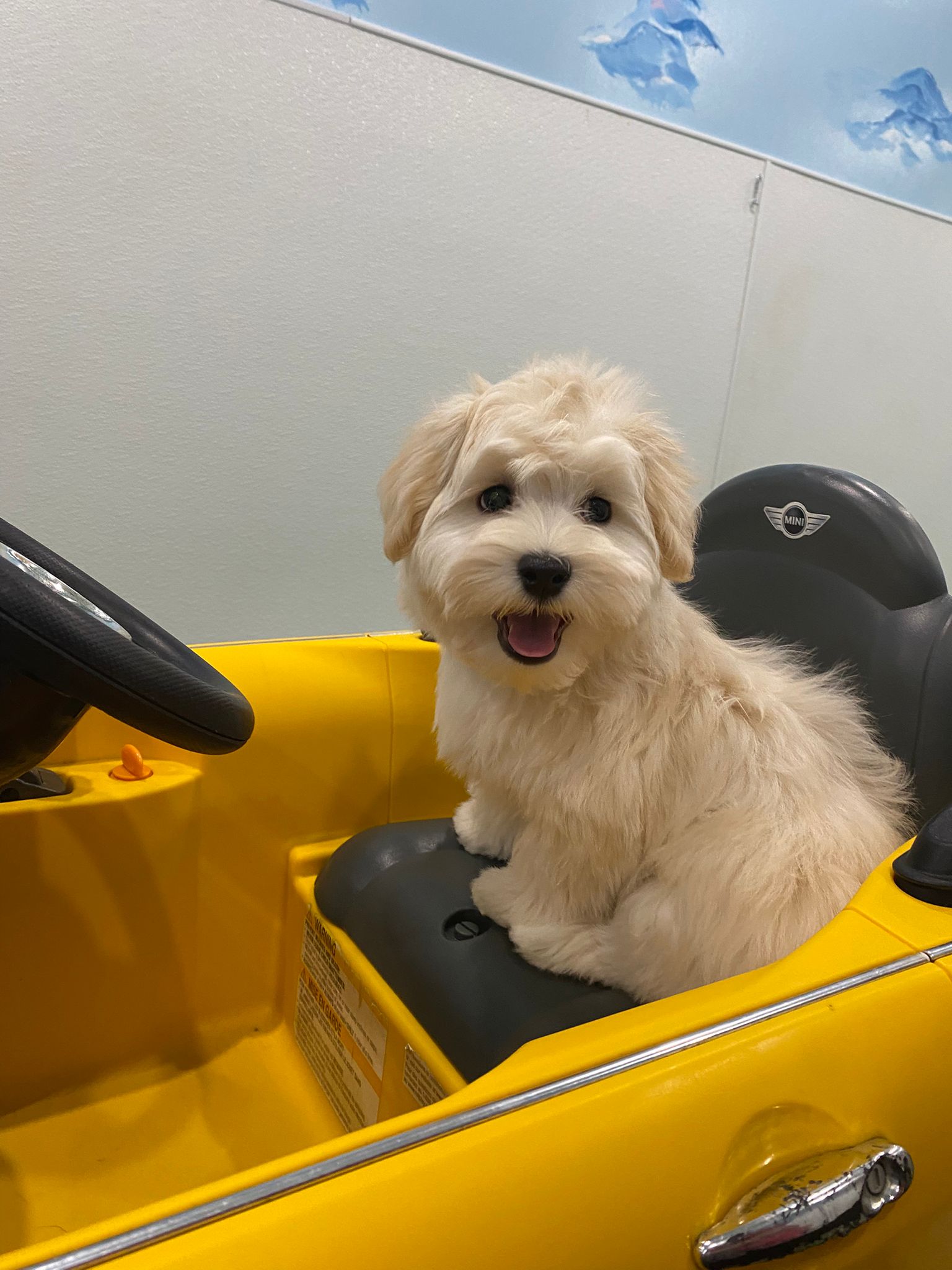 Fluffy cream-colored puppy sitting happily inside a yellow toy car with black seat.