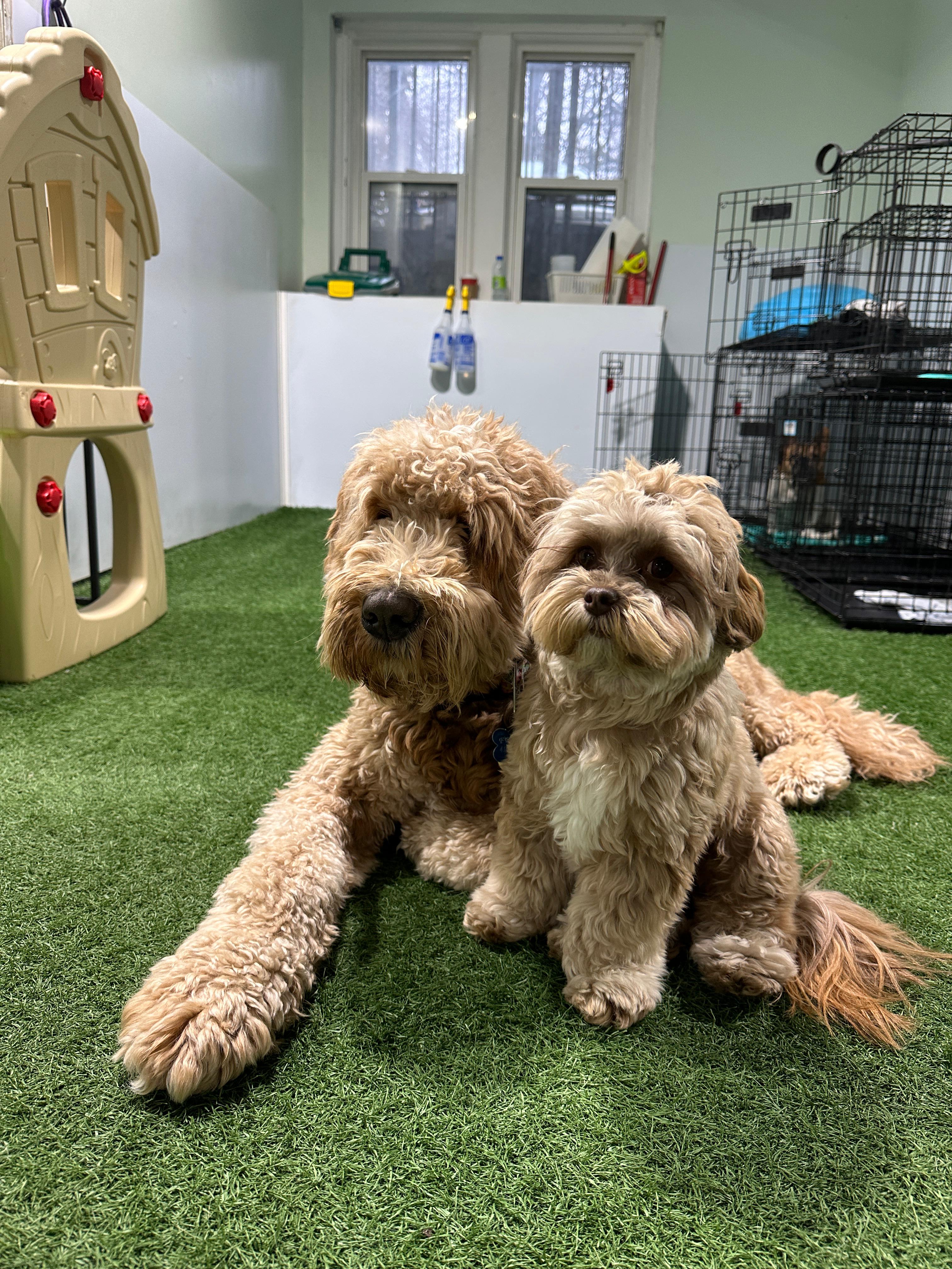 Two fluffy beige dogs sitting and lying on green turf in an indoor play area.