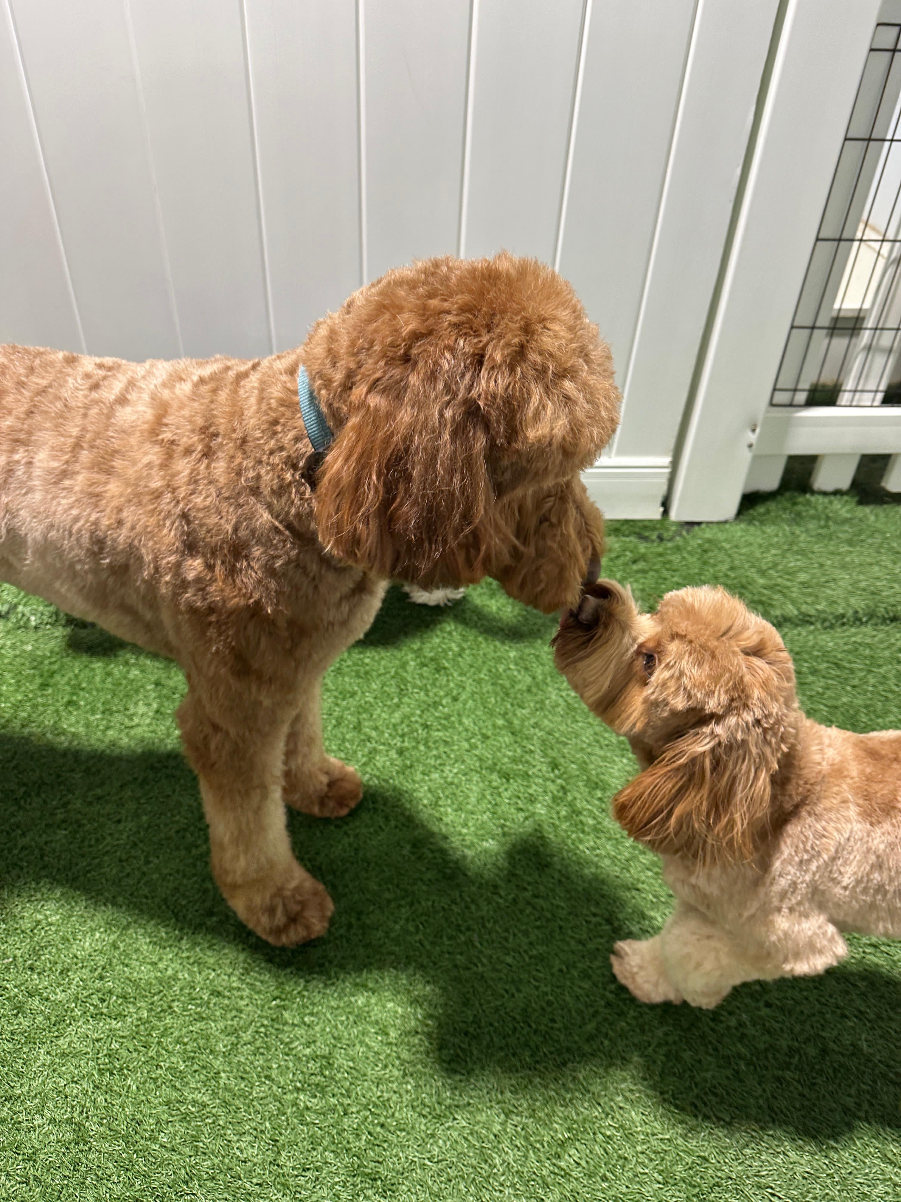 Two small brown dogs with curly fur touching noses on green artificial grass near white fence.