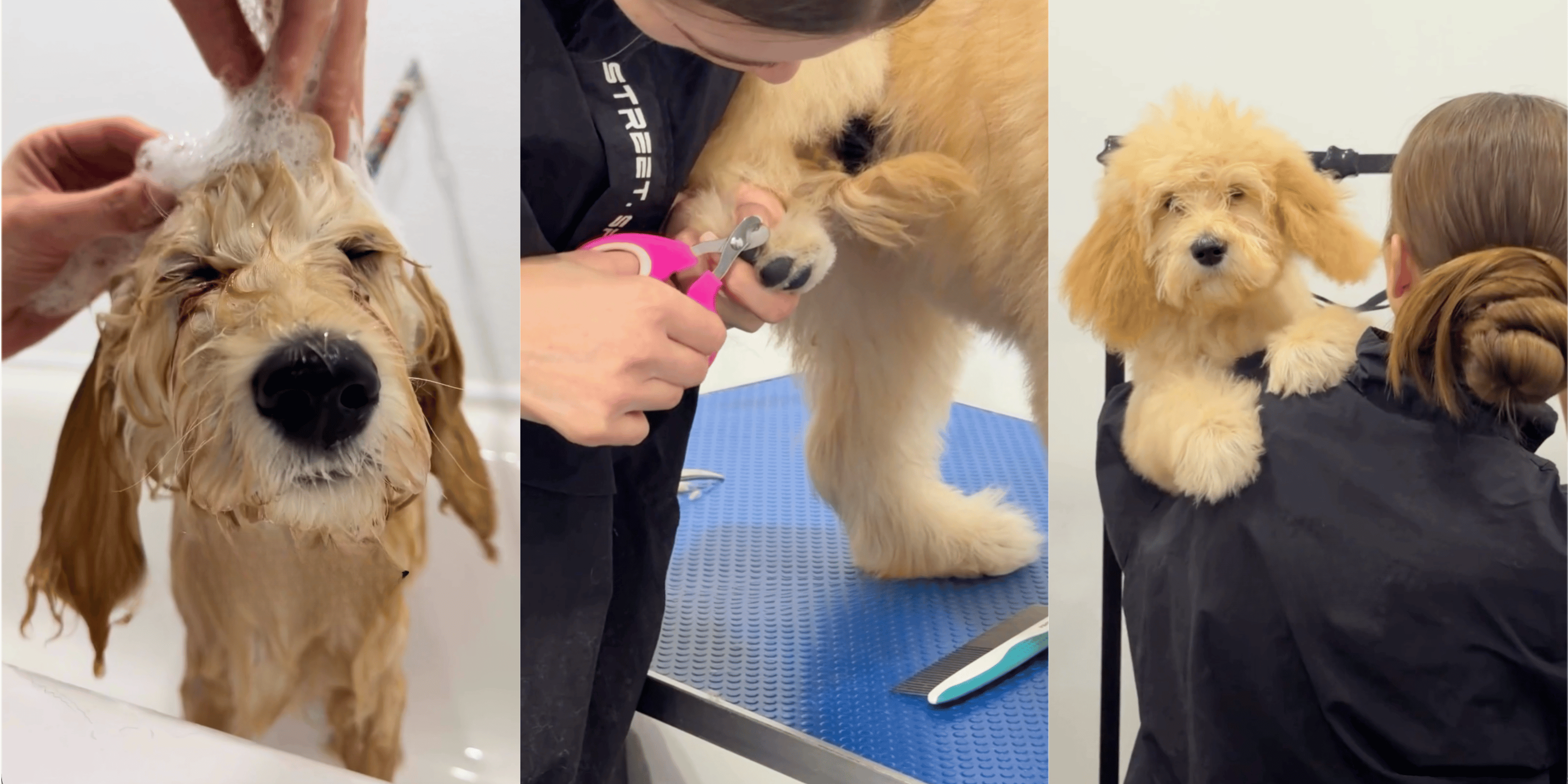 Three-step dog grooming: washing, nail clipping, and holding a clean fluffy dog.