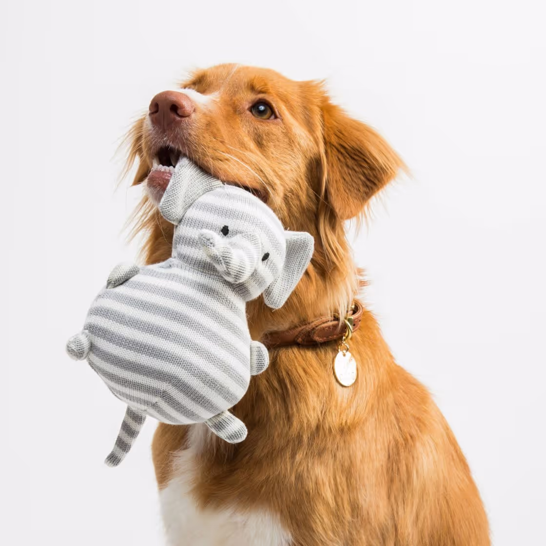 A playful dog carries a stuffed animal in its mouth, displaying its joyful spirit and love for the toy
