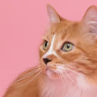 An orange cat sitting calmly on a soft pink background