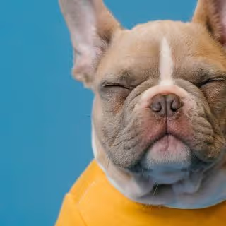 A French bulldog dressed in a bright yellow shirt