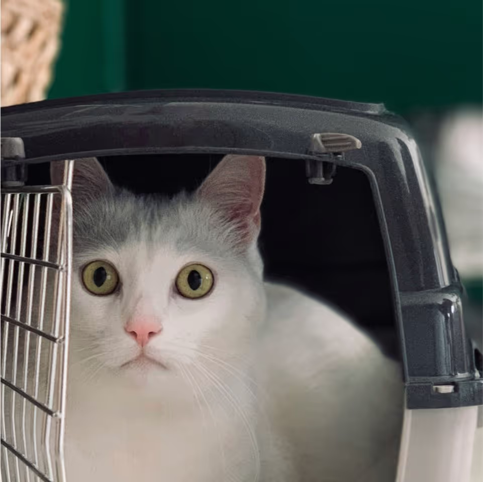 A white cat with green eyes sitting inside a cage