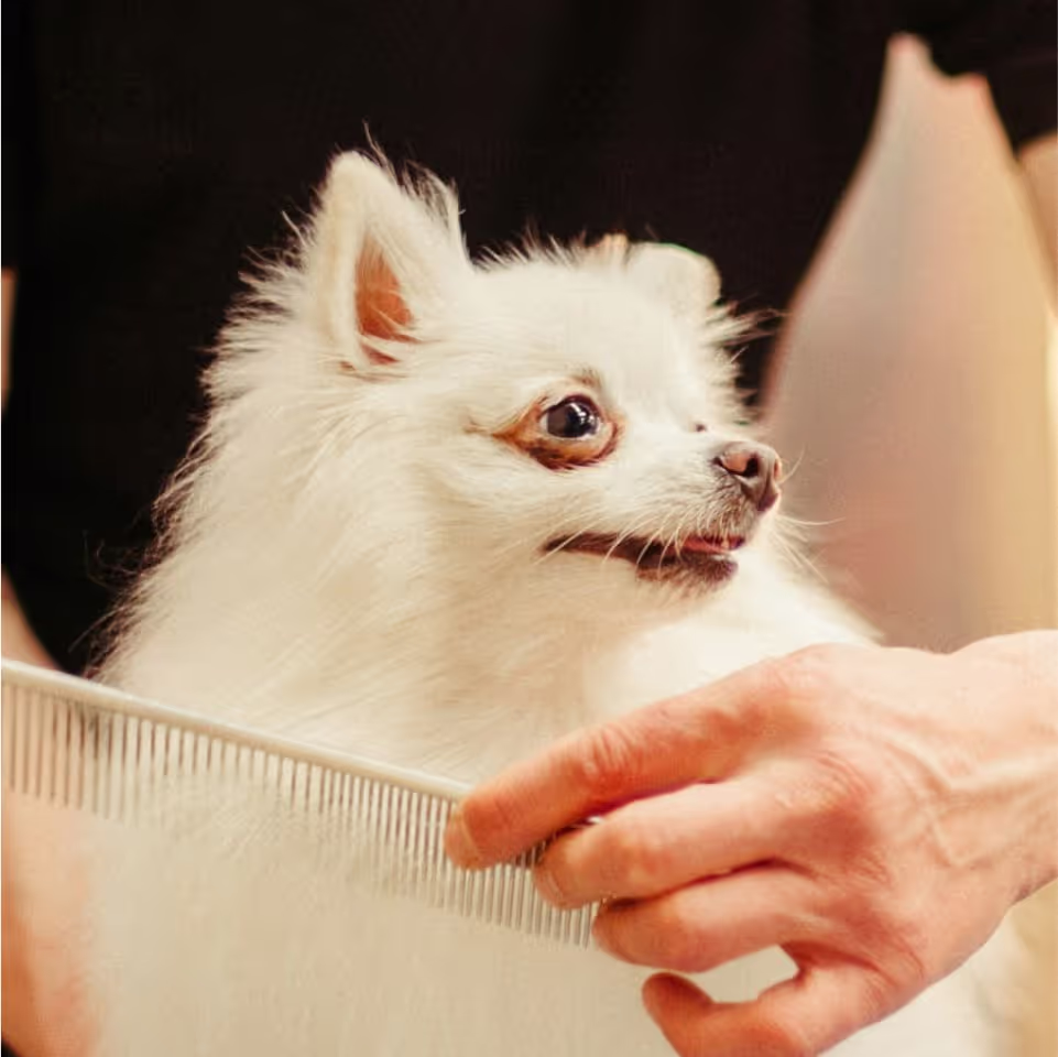 A white dog is being groomed by a dog groomer