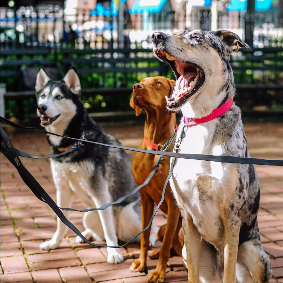 Three dogs sitting together on a leash, with one dog yawning, displaying a relaxed and playful atmosphere