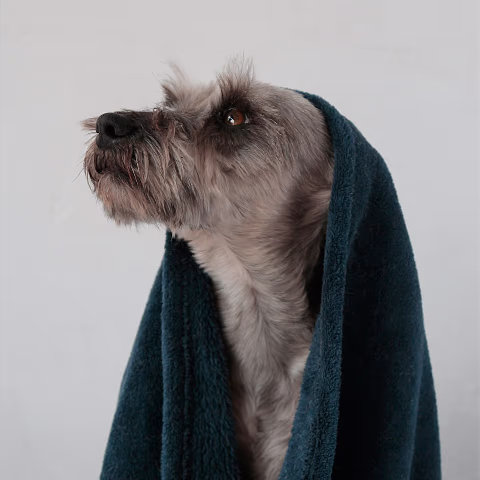 A dog wrapped in a towel gazes upward