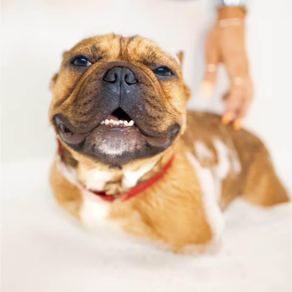 A dog sitting in a bathtub covered in foam, looking playful and content