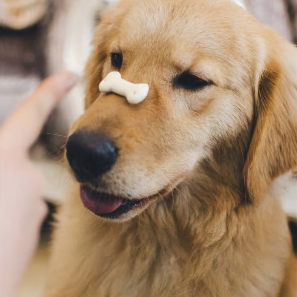 A dog playfully balancing a bone on its nose