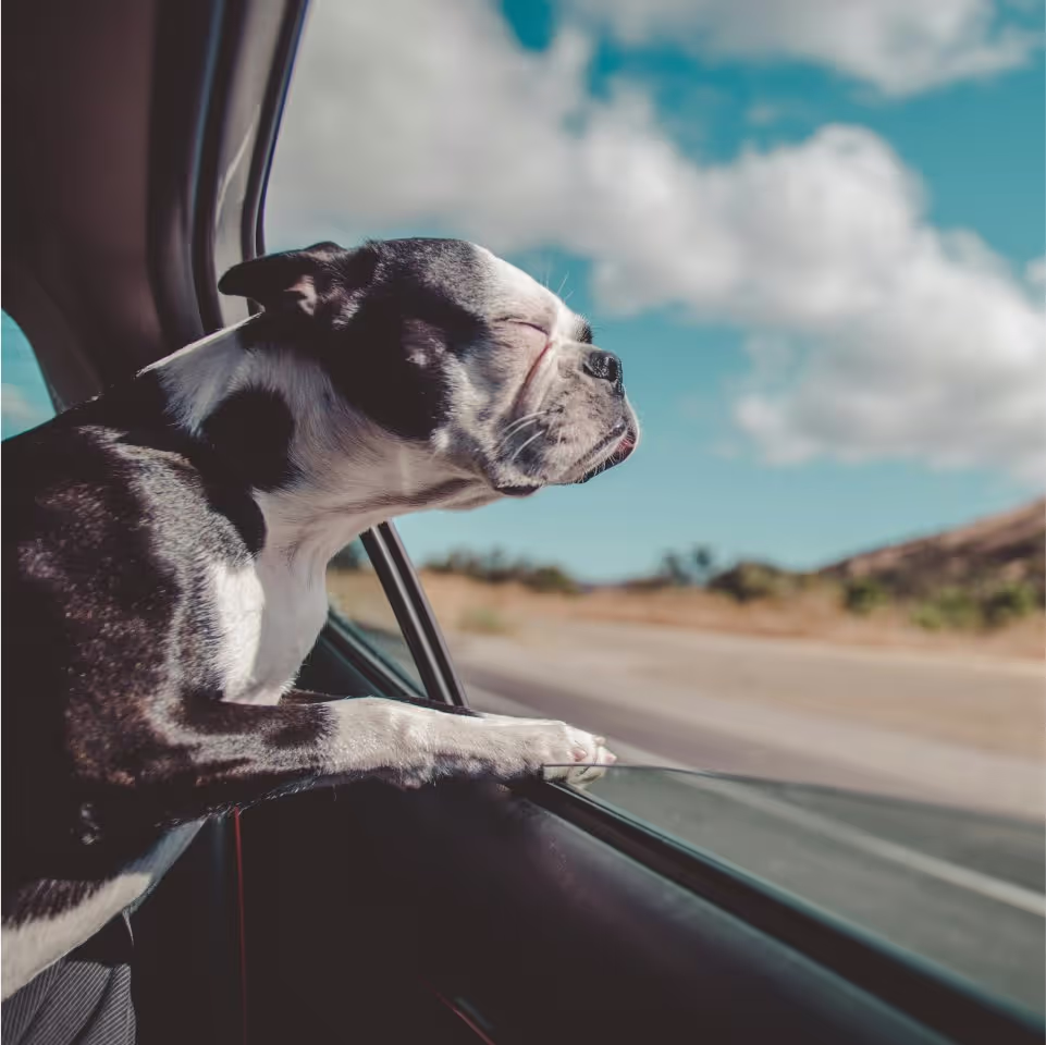 A Boston Terrier dog gazes out the window of a car