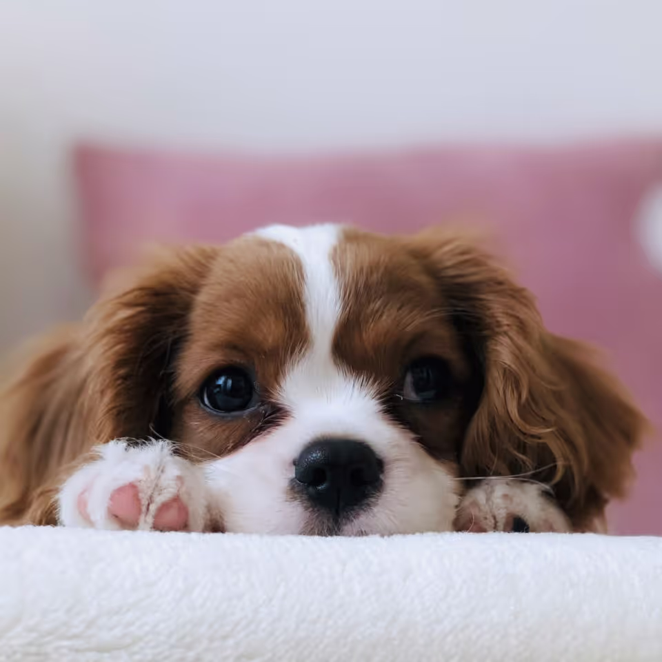 A brown and white puppy resting comfortably on a white bed