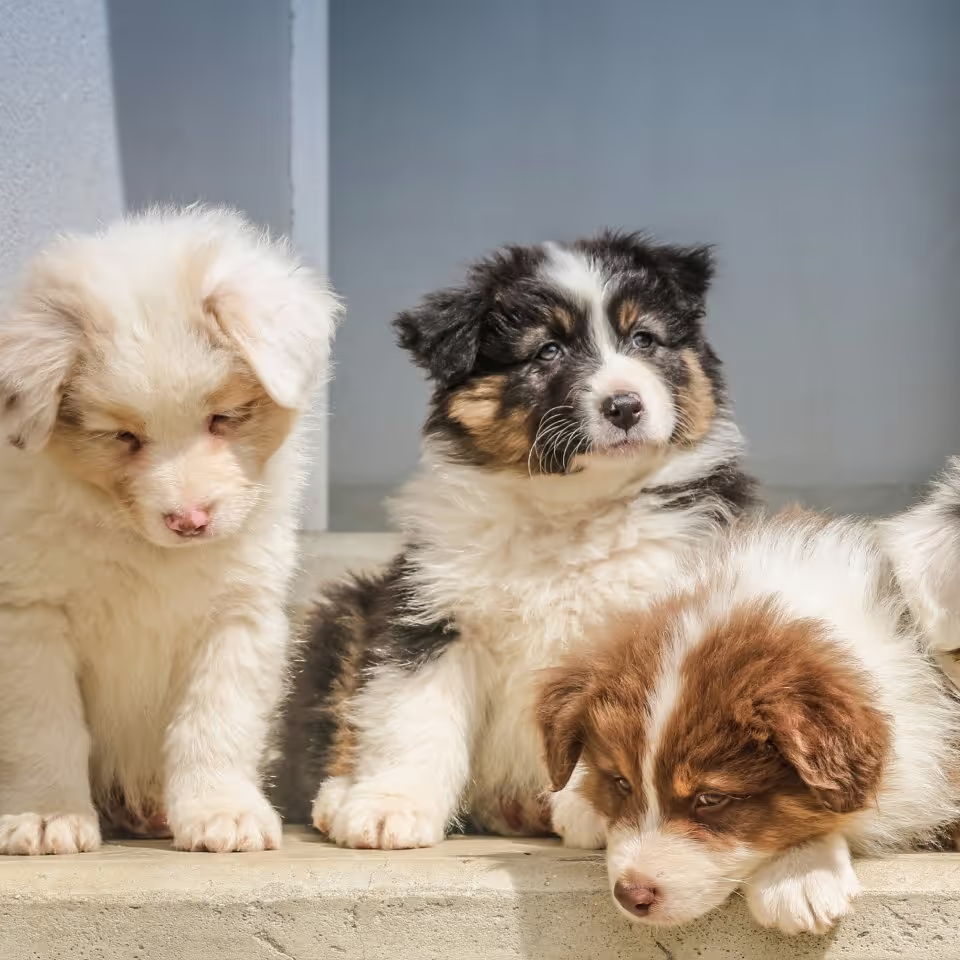 Three cute puppies sitting together
