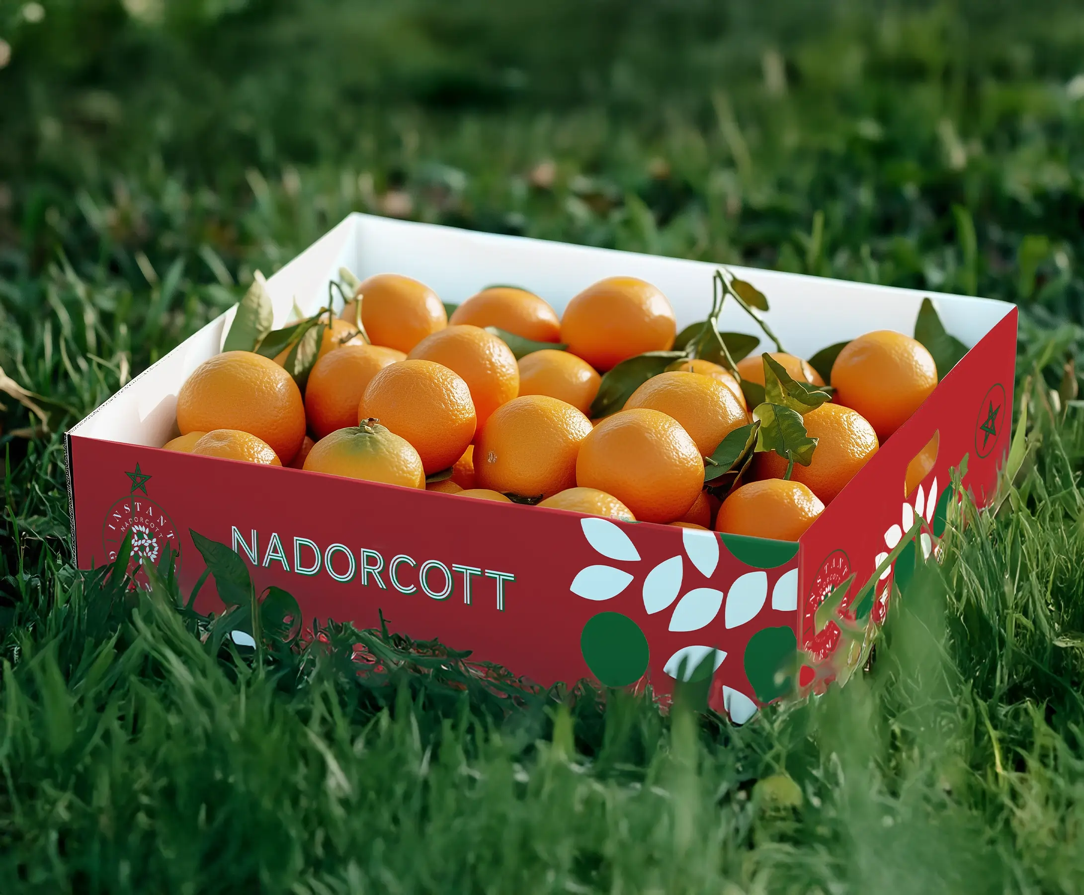 Plateau rouge de mandarines "Nadorcott" sur l'herbe, packaging signé par l'agence de publicité EXI."