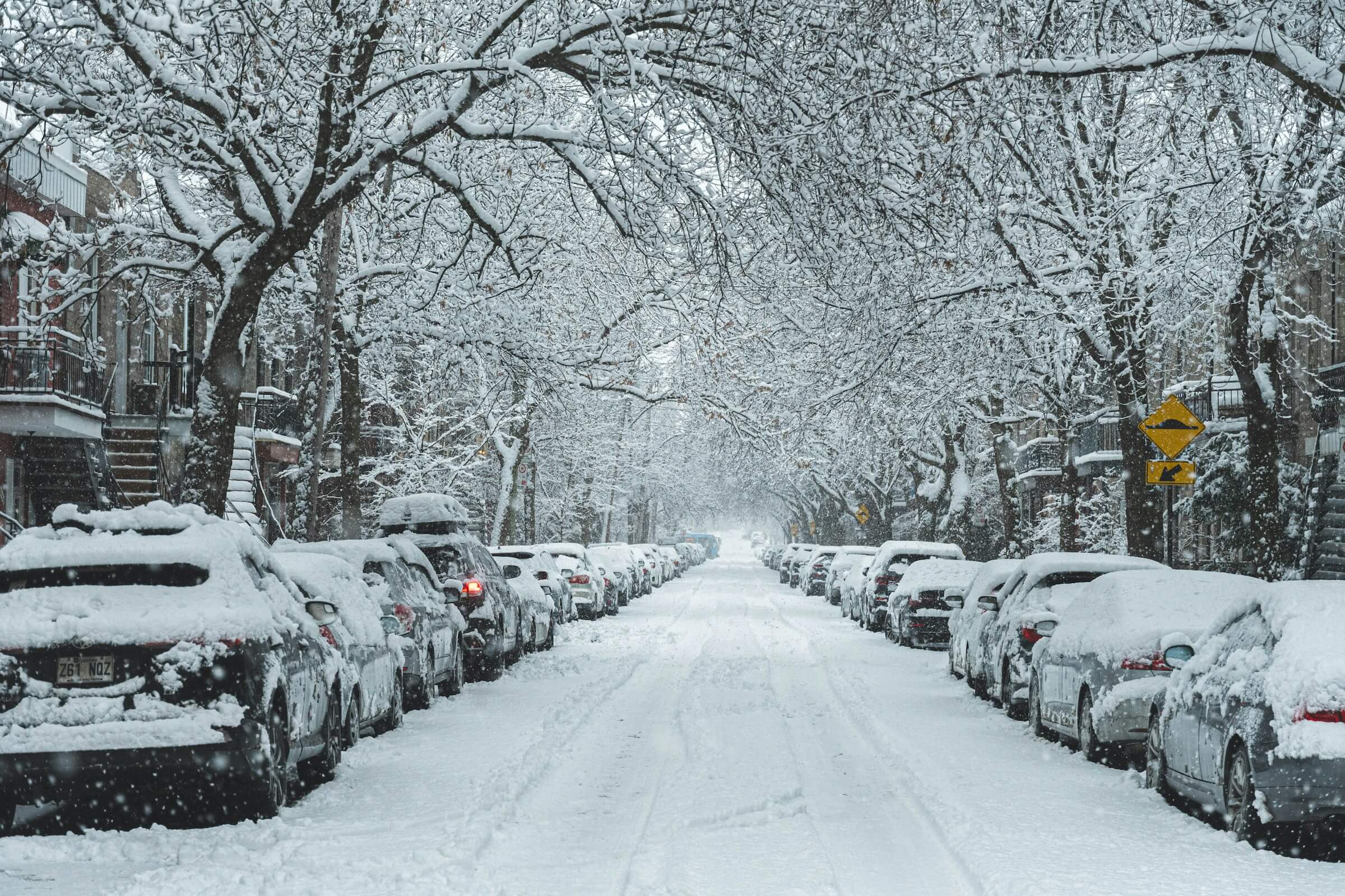 Snow-covered tree-lined street with parked cars after a winter storm