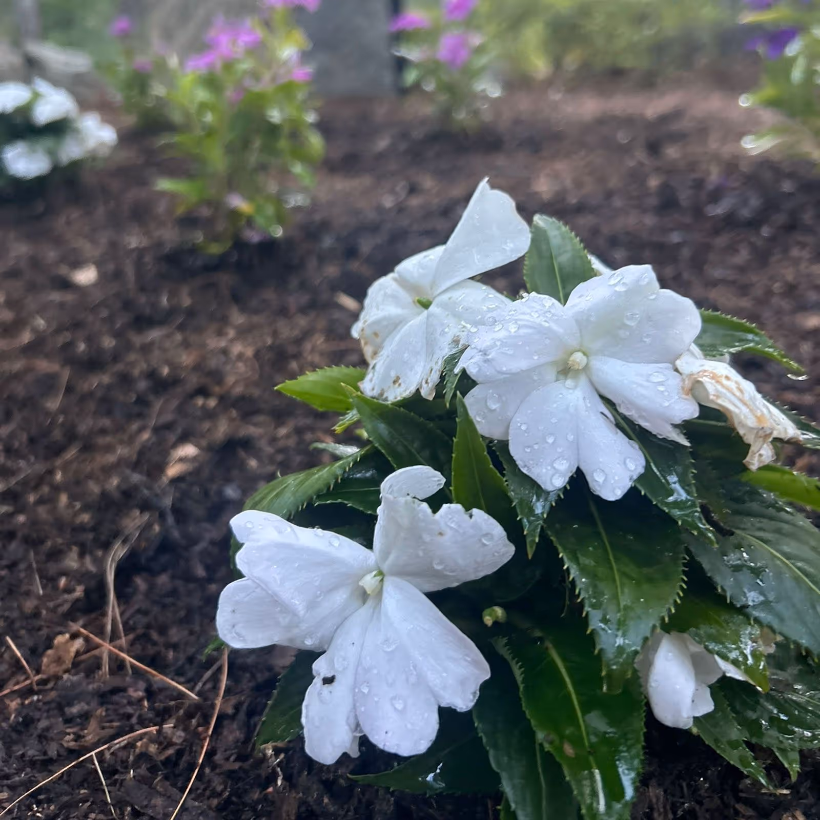 Seasonal flower planting by Winter Harbor Snow Management LLC Sudbury MA
