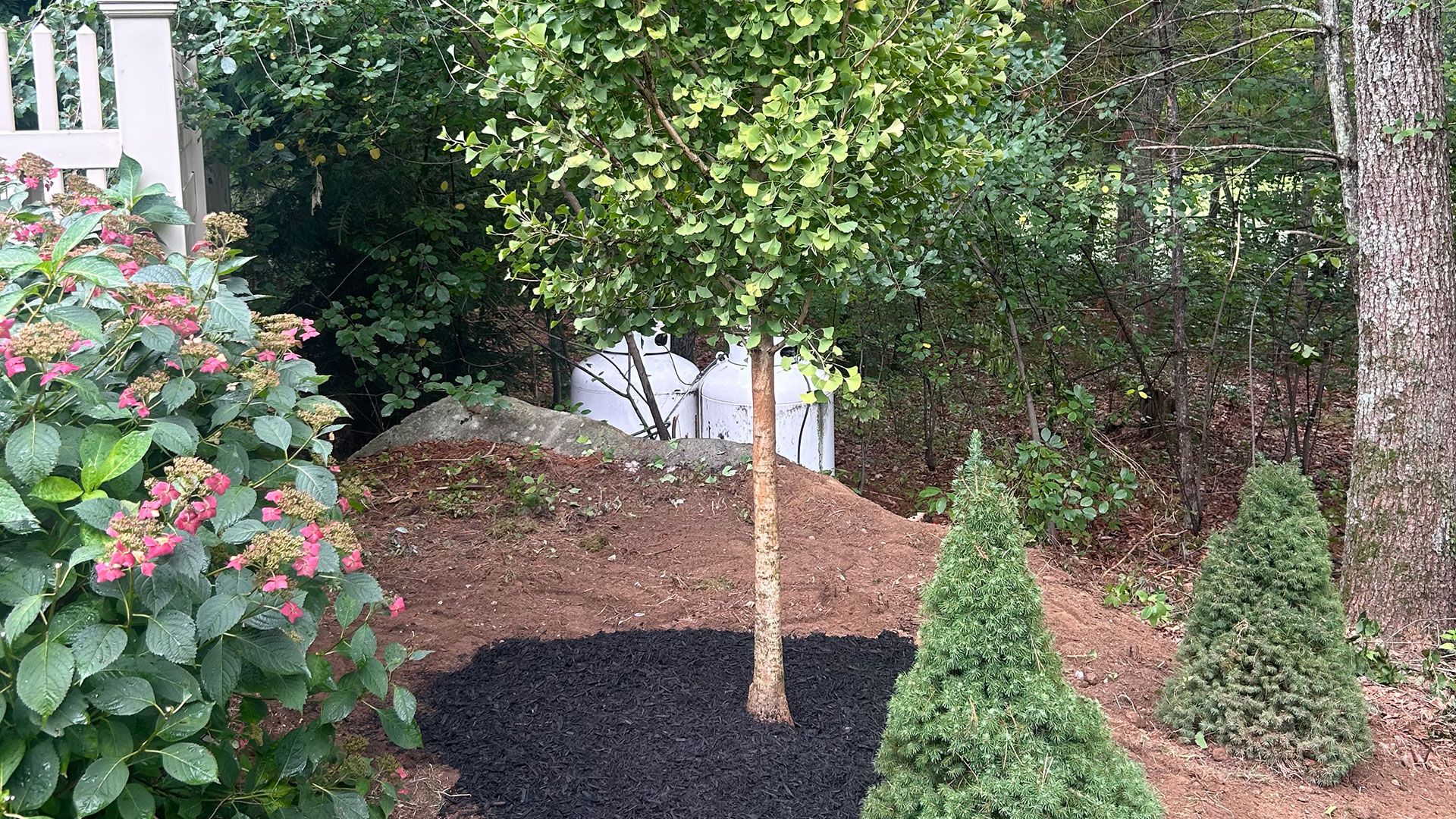 Professional snow removal, landscaping, and lawn care by Winter Harbor Snow showcasing freshly planted tree in new mulch and landscaping.