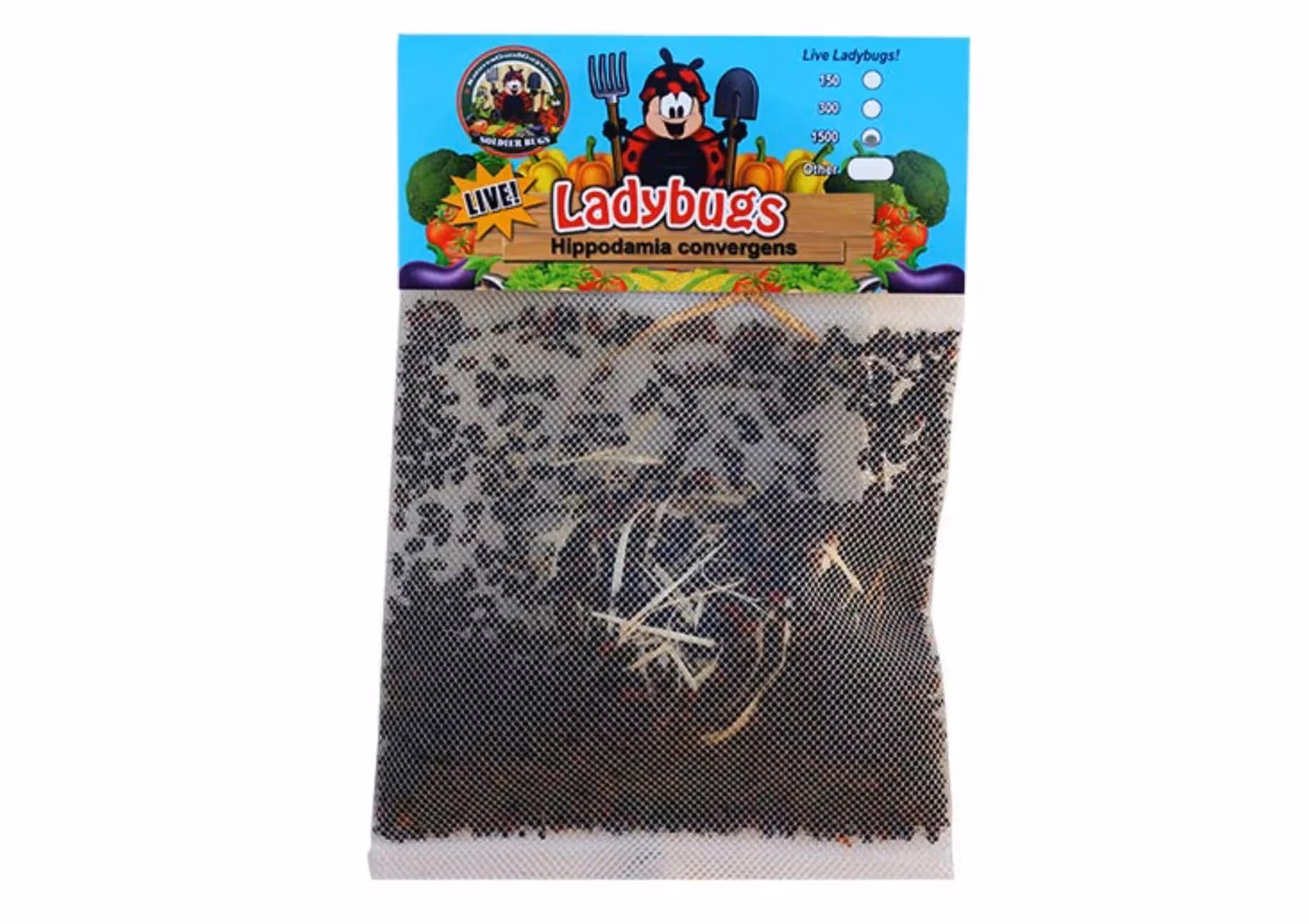 Live Ladybugs