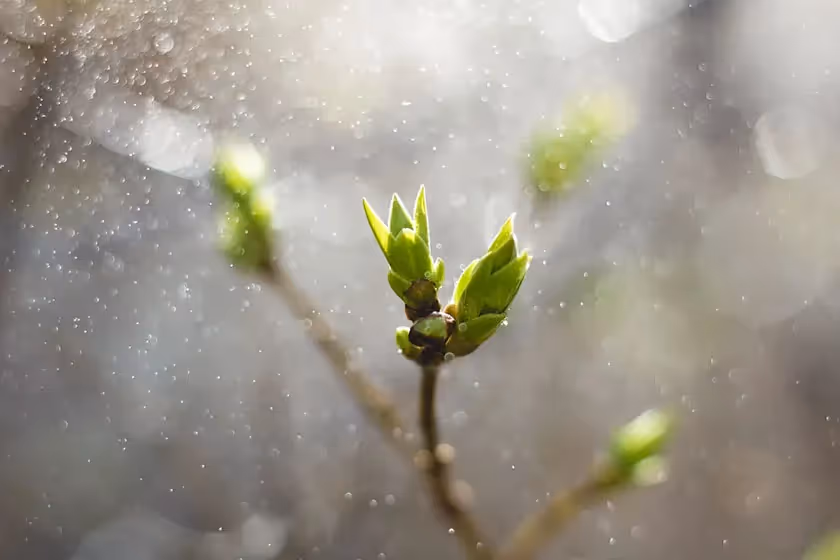 plant growing