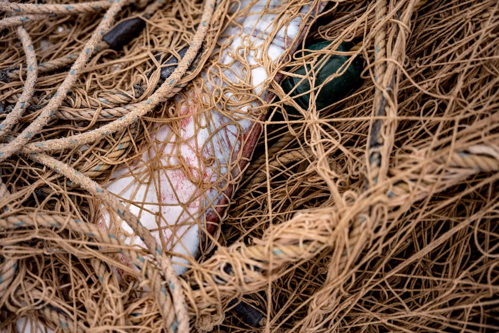 Bycatch