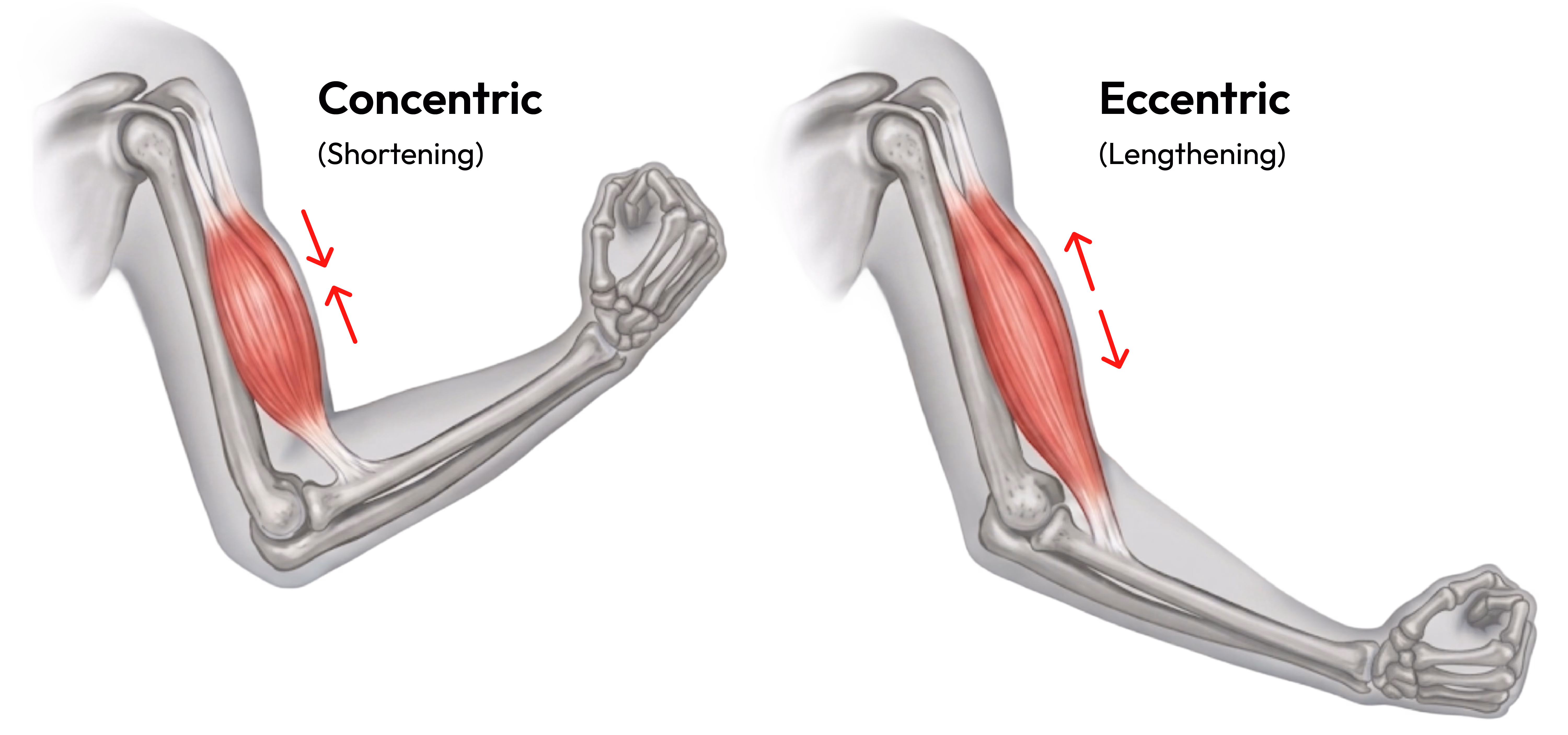 Concentric and eccentric muscle action compared