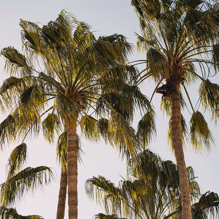Sunlit palm trees with feathery fronds against a clear pale sky, viewed from below, evoking a warm tropical vibe.