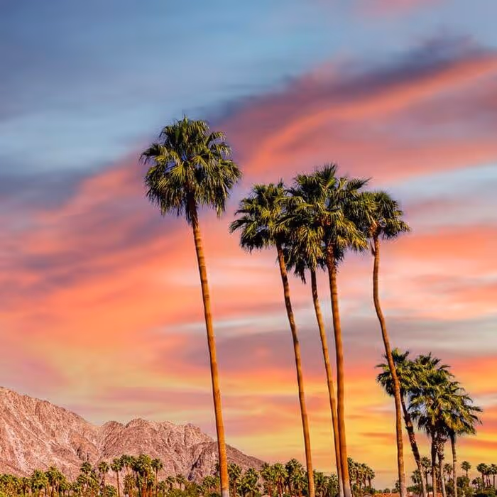 Tall California fan palm trees silhouetted against vibrant pink and orange sunset sky with desert mountains in Palm Springs