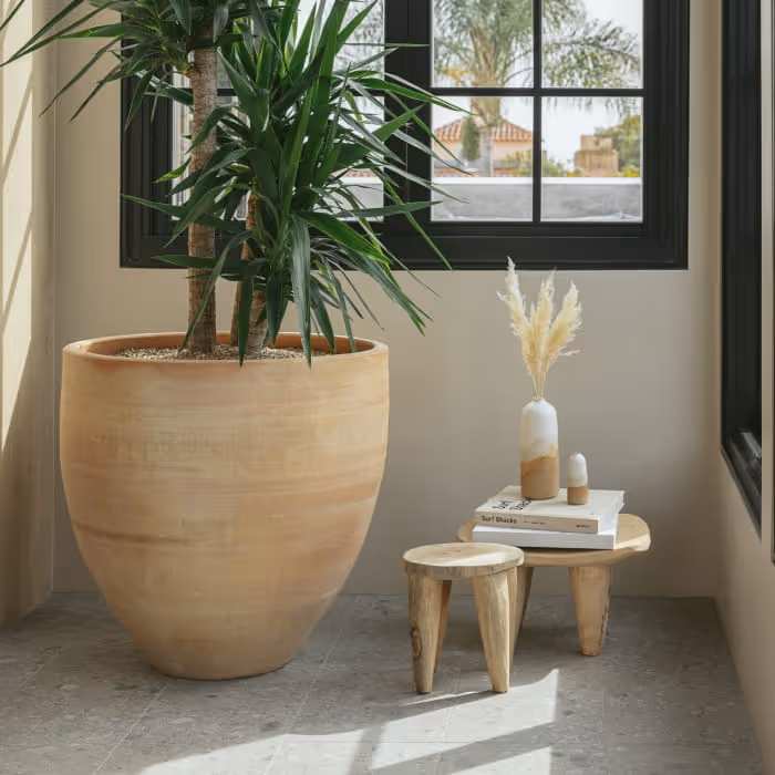 Minimalist interior corner with large terracotta planter holding tropical plant, wooden stools with books and pampas grass