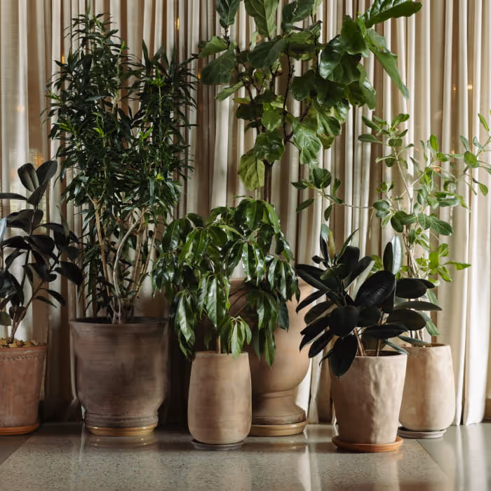 Collection of lush indoor plants in earth-toned ceramic pots arranged against sheer curtains in a modern interior space.