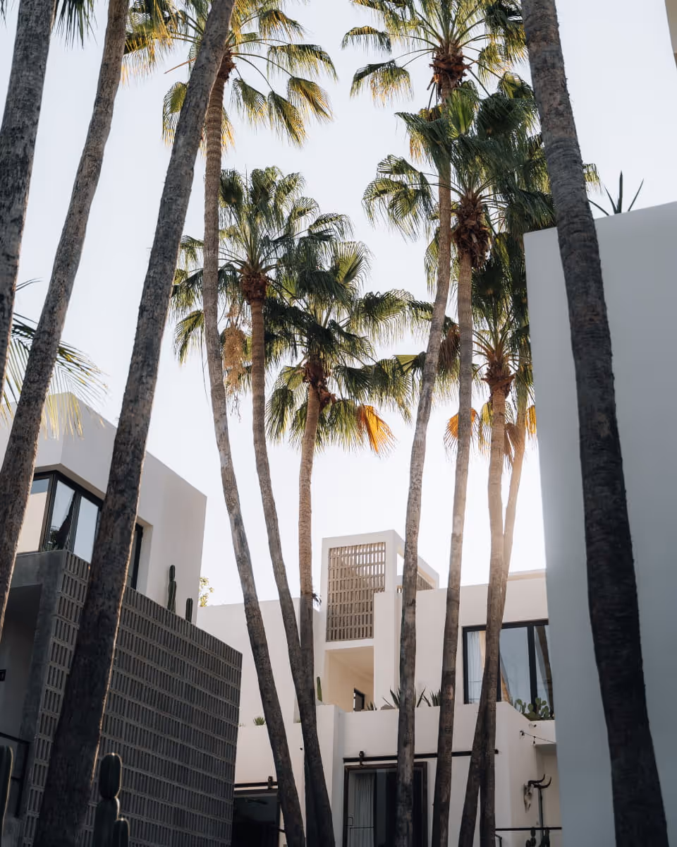Modern white boutique hotel courtyard surrounded by tall palm trees and contemporary architecture in golden hour light
