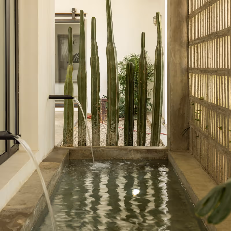 A concrete plunge pool with water spouts surrounded by tall columnar cacti in a modern courtyard with white walls.