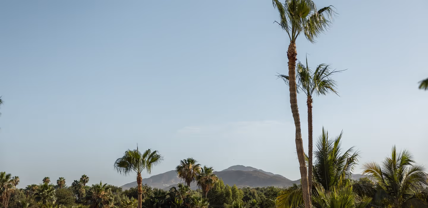 Tropical palm trees framing a distant mountain view under a clear blue sky in Baja California Sur, Mexico
