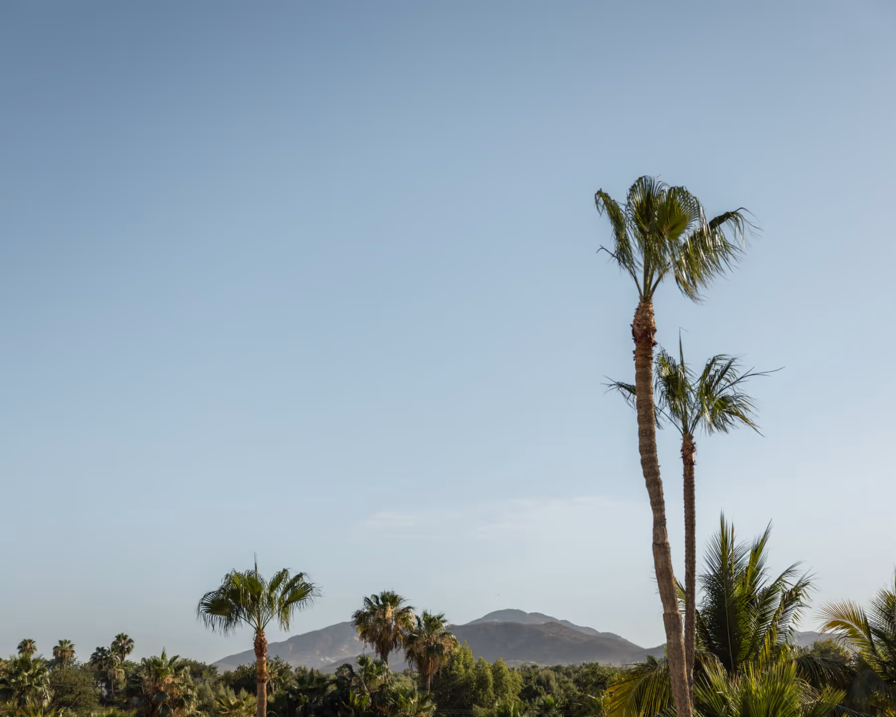 Tropical palm trees framing a distant mountain view under a clear blue sky in Baja California Sur, Mexico