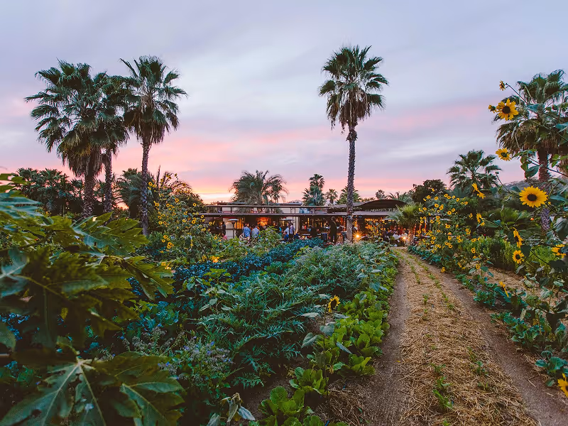 Golden sunset view over palm trees and the organic gardens at Flora Farms in San Jose del Cabo