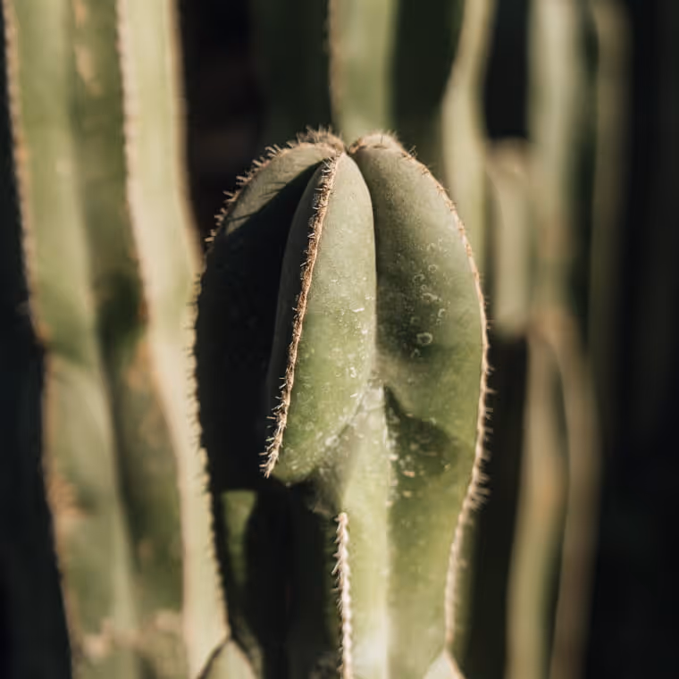 Close-up of a green cactus top showing ribbed segments with fine golden spines along the edges in soft natural light