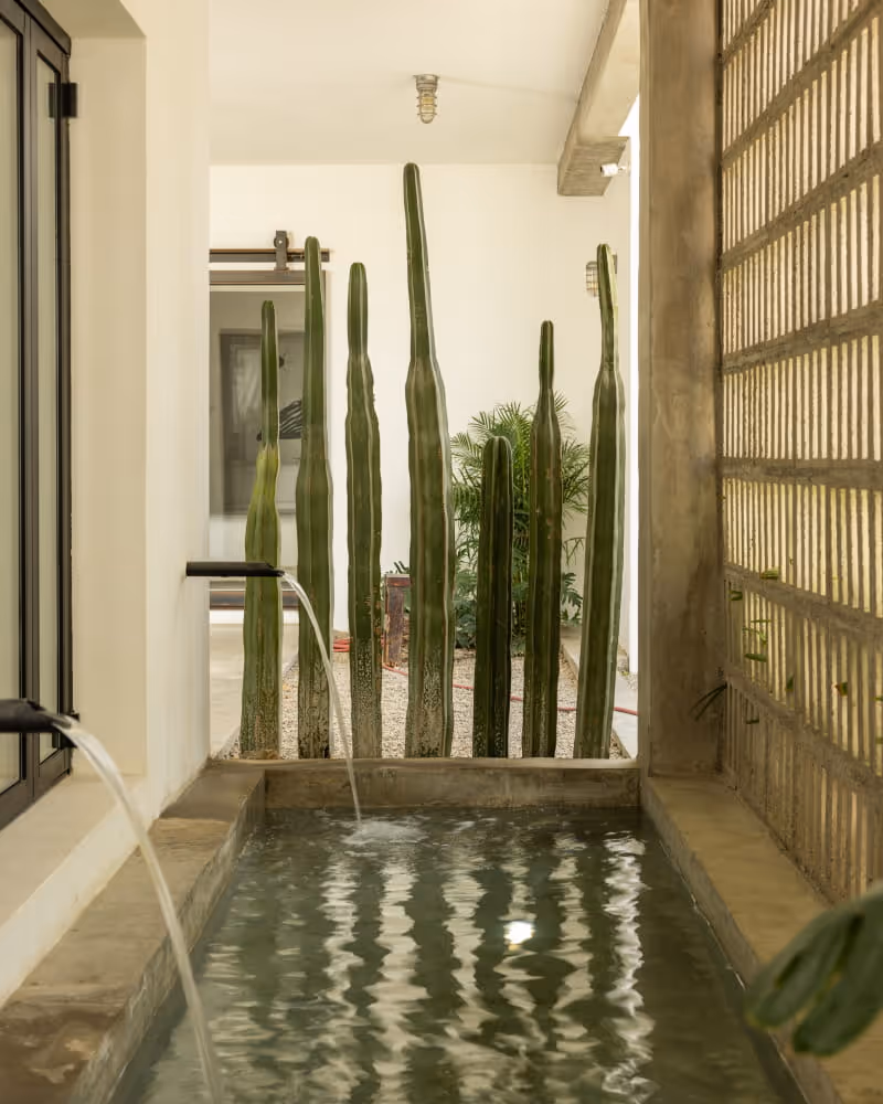 Tall columnar cacti growing beside a concrete plunge pool with water spouts in a modern courtyard with white walls