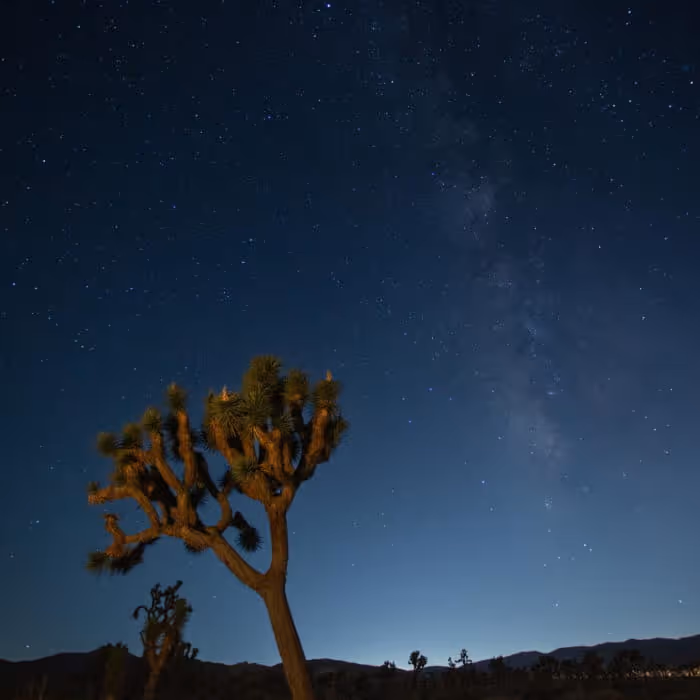 Joshua tree silhouetted against a starry night sky with the Milky Way visible over a desert landscape
