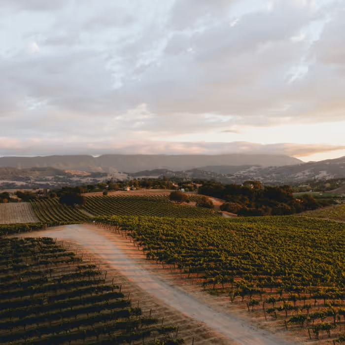 Rolling vineyard hills at golden hour with neatly planted grape rows, a dirt path, and distant mountains under a cloudy