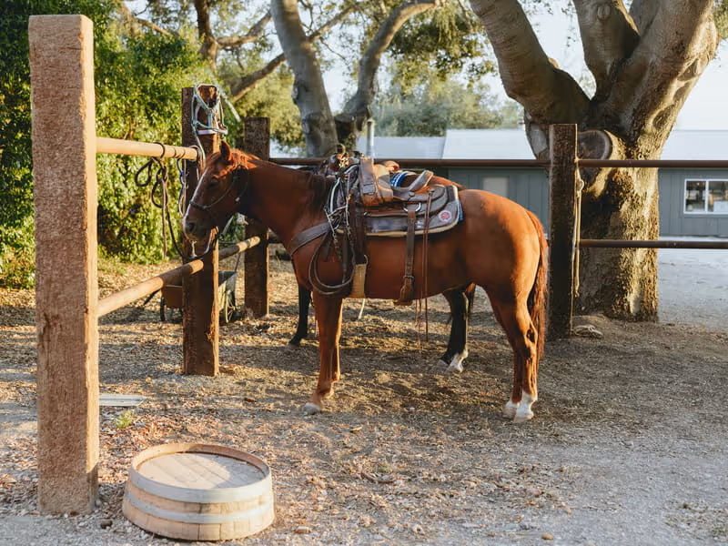 A saddled chestnut horse tied to a wooden hitching post at a rustic ranch with oak trees in the background