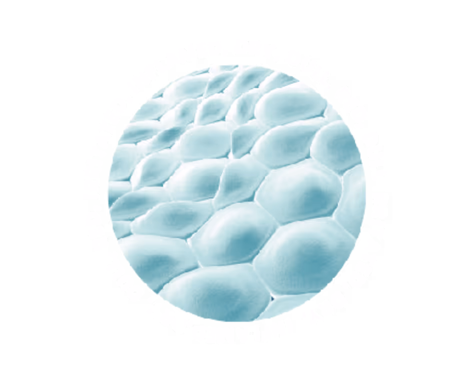 An image of a skin cell indicating that skin can be affected by being irritated, Dry, Dull and Red