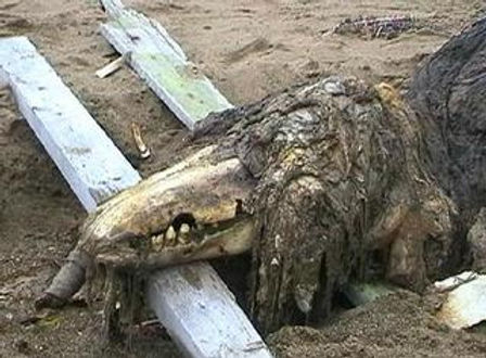 A decaying animal skull partially buried in sand, with rotting wood and debris around it, giving the appearance of a bizarre, eerie creature.