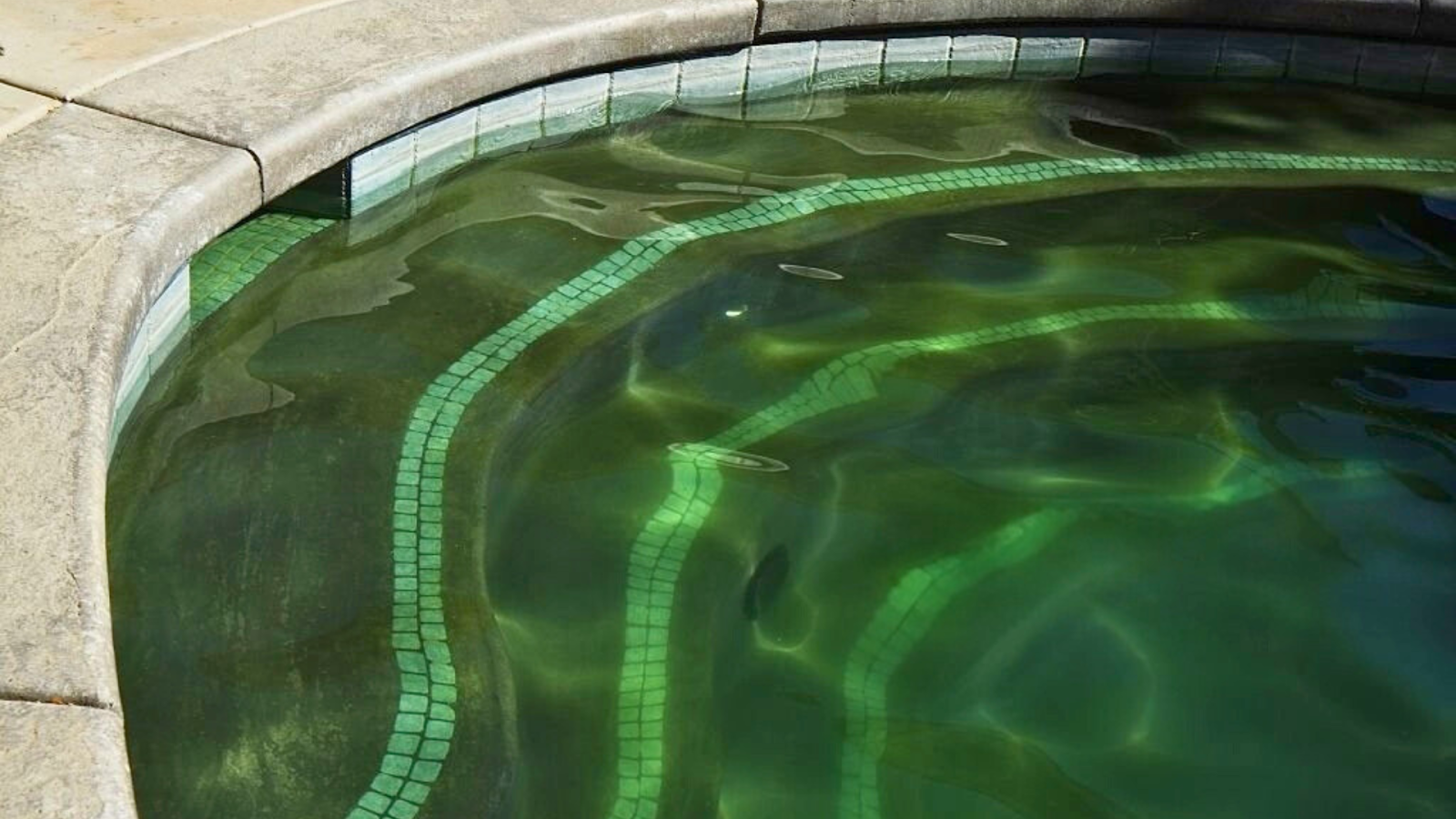 Algae growth around swimming pool window seals