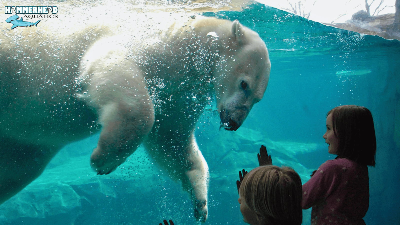 Polar Bear behind laminated zoo glass panel with visitors observing safely.