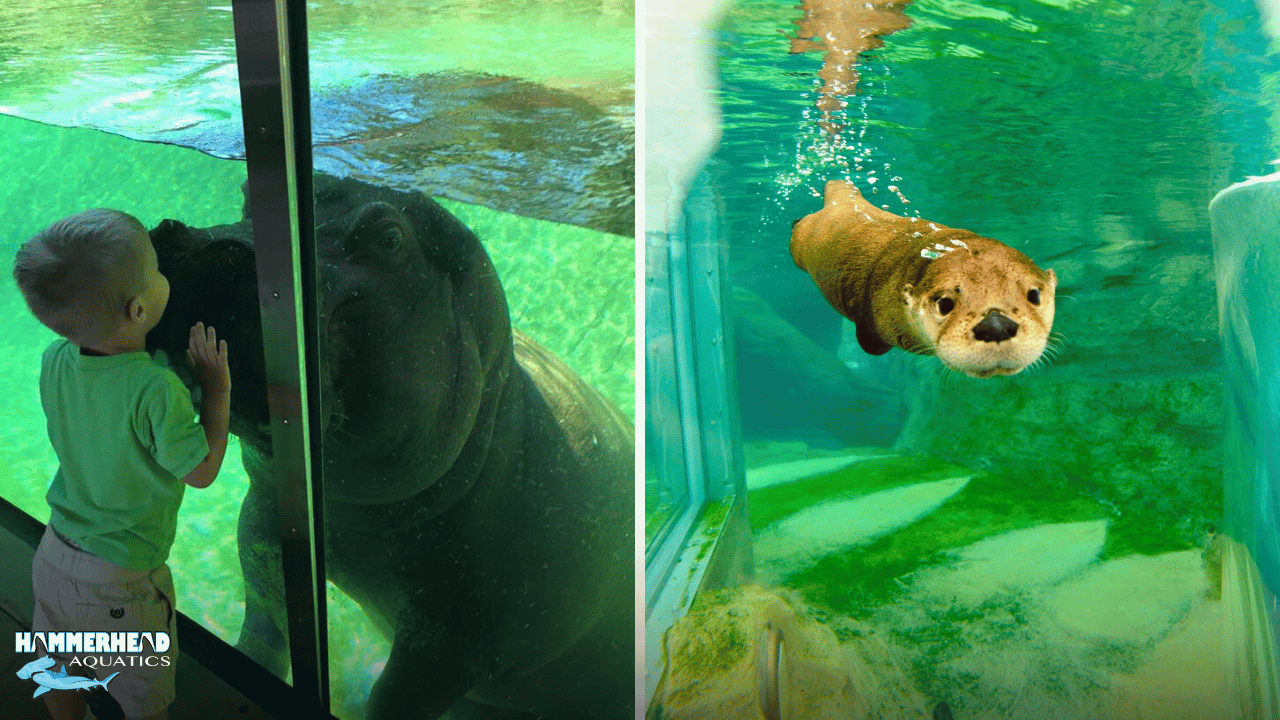 Comparison of laminated zoo glass thickness for small primates and big hippopotamus