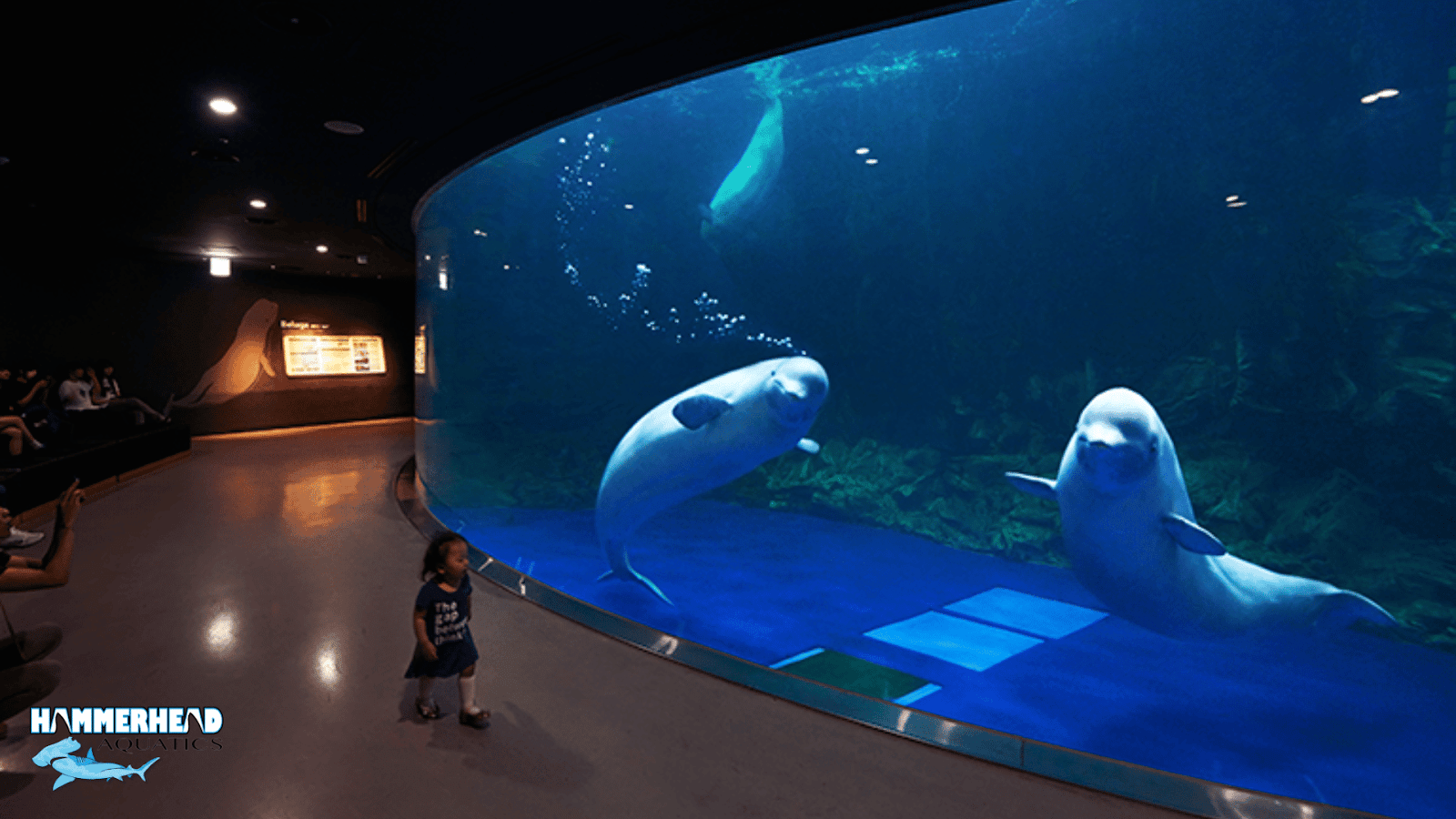Baluga Whale testing laminated safety glass in zoo enclosure.