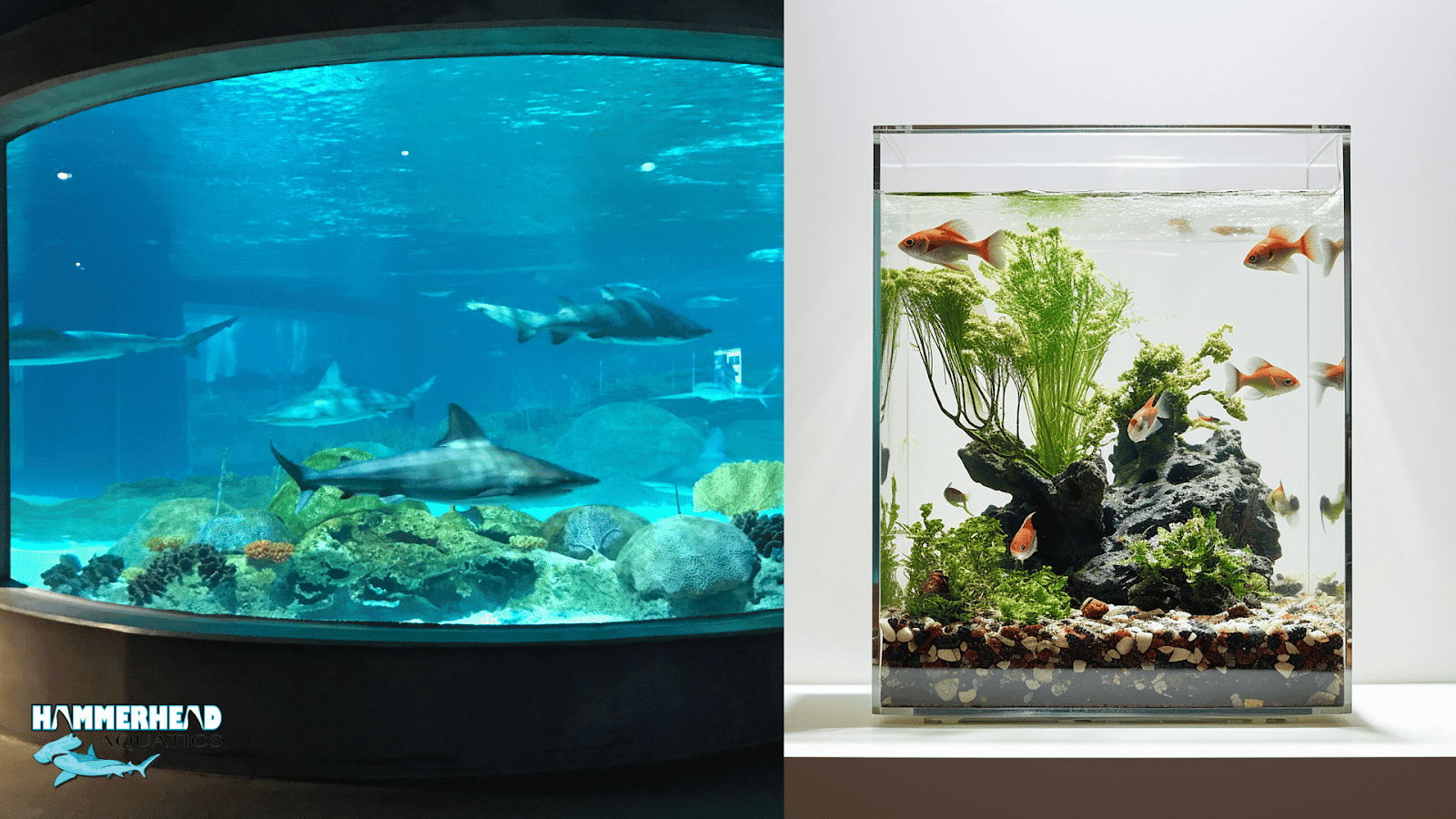 Comparison of aquarium glass thickness from home tanks to public aquariums