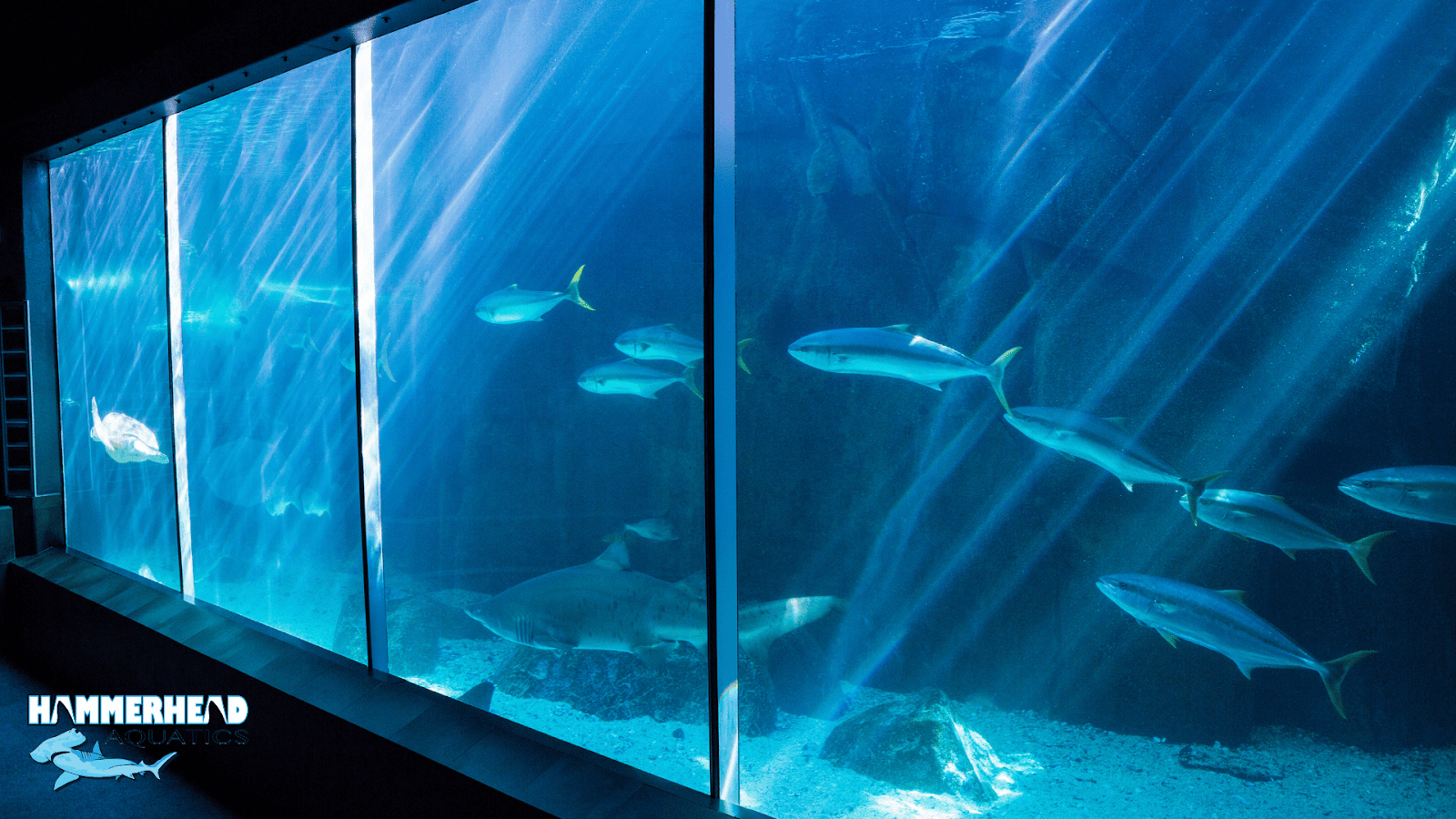 Steel reinforced framing system supporting aquarium glass safely.