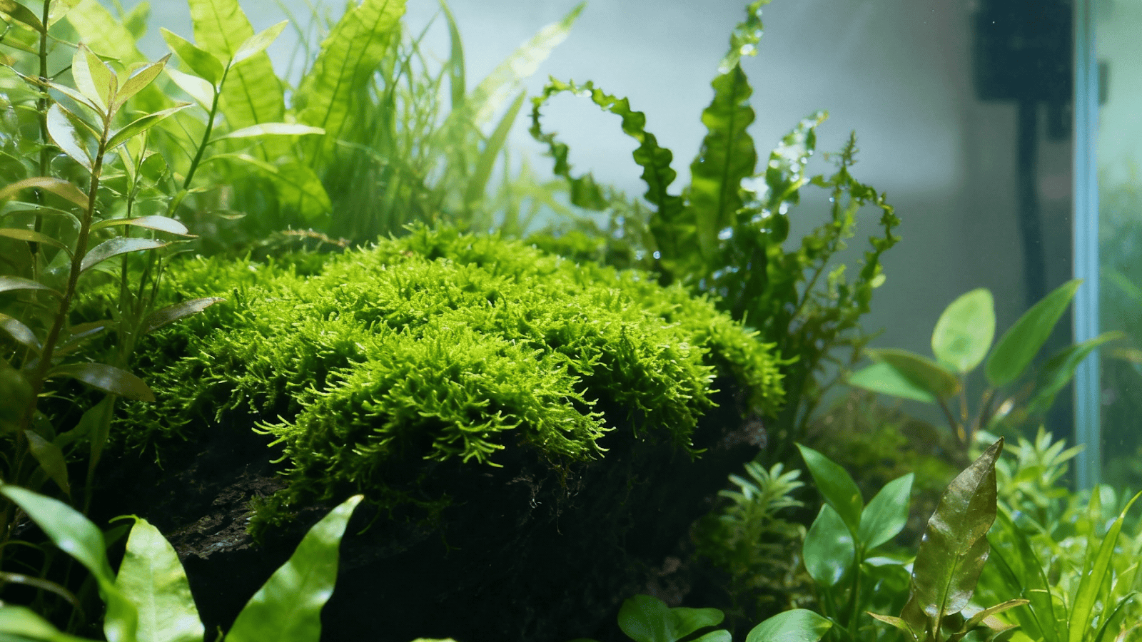 Aquarium with live plants reducing algae and keeping glass clean